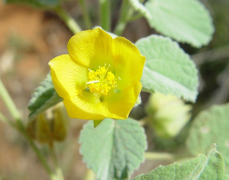Abutilon otocarpum photo 2