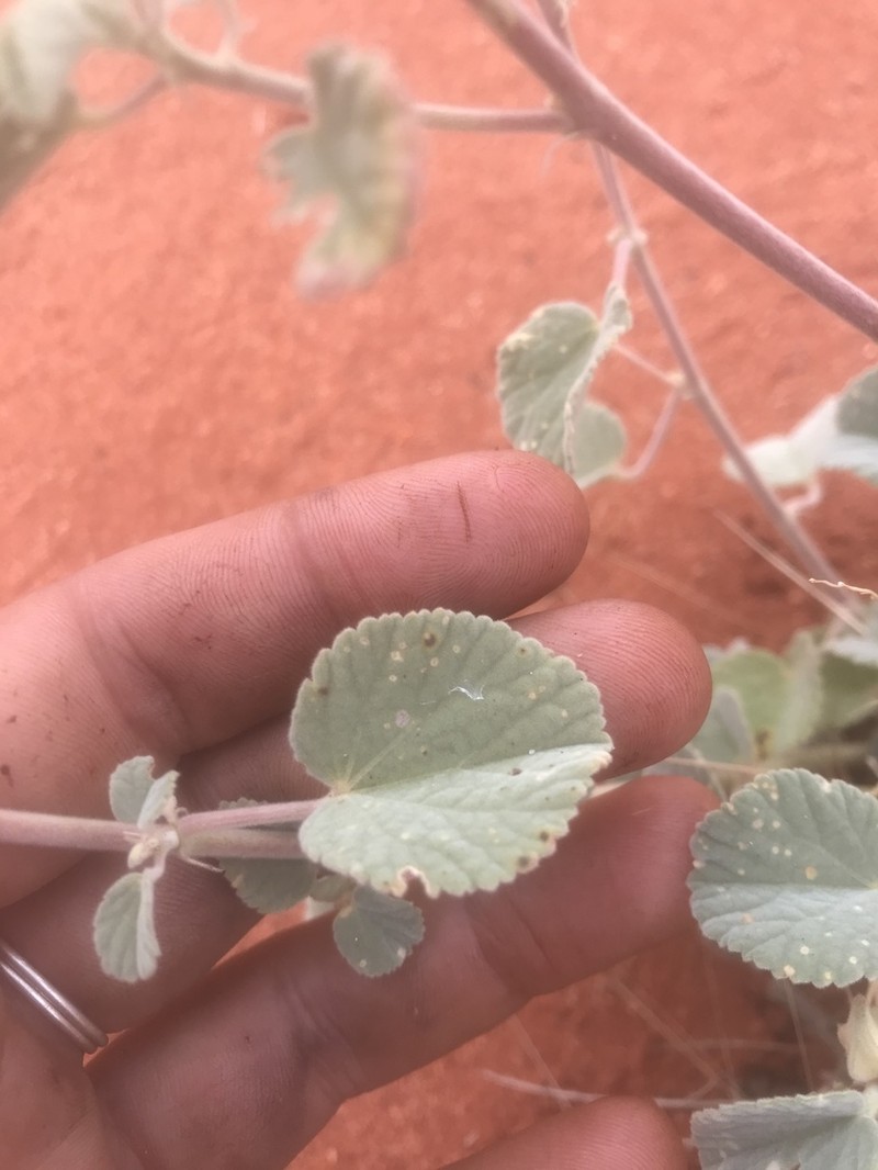 Abutilon otocarpum photo 3