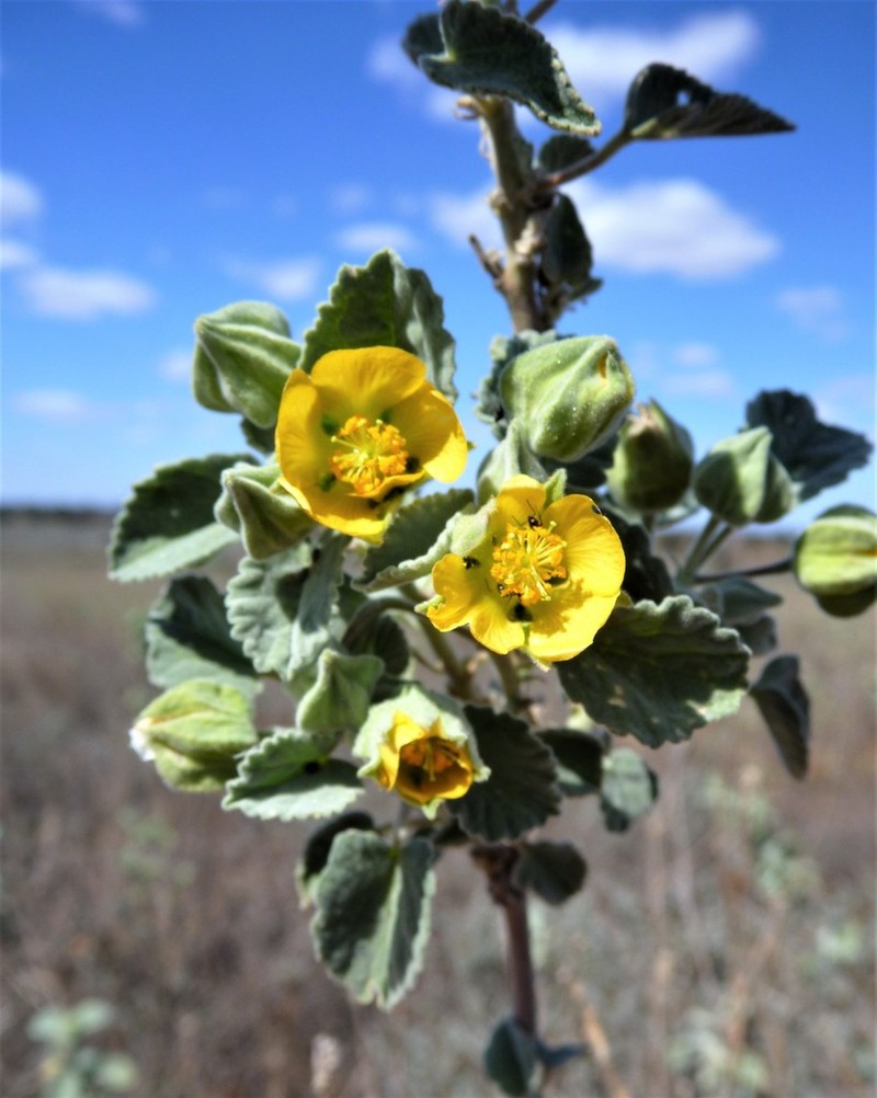 Abutilon otocarpum photo 4