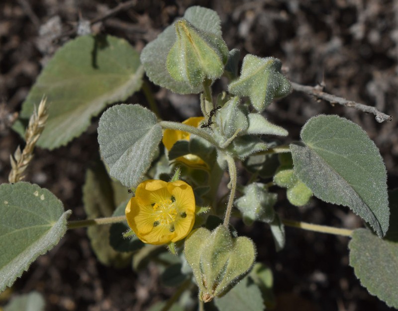 Abutilon otocarpum photo 6