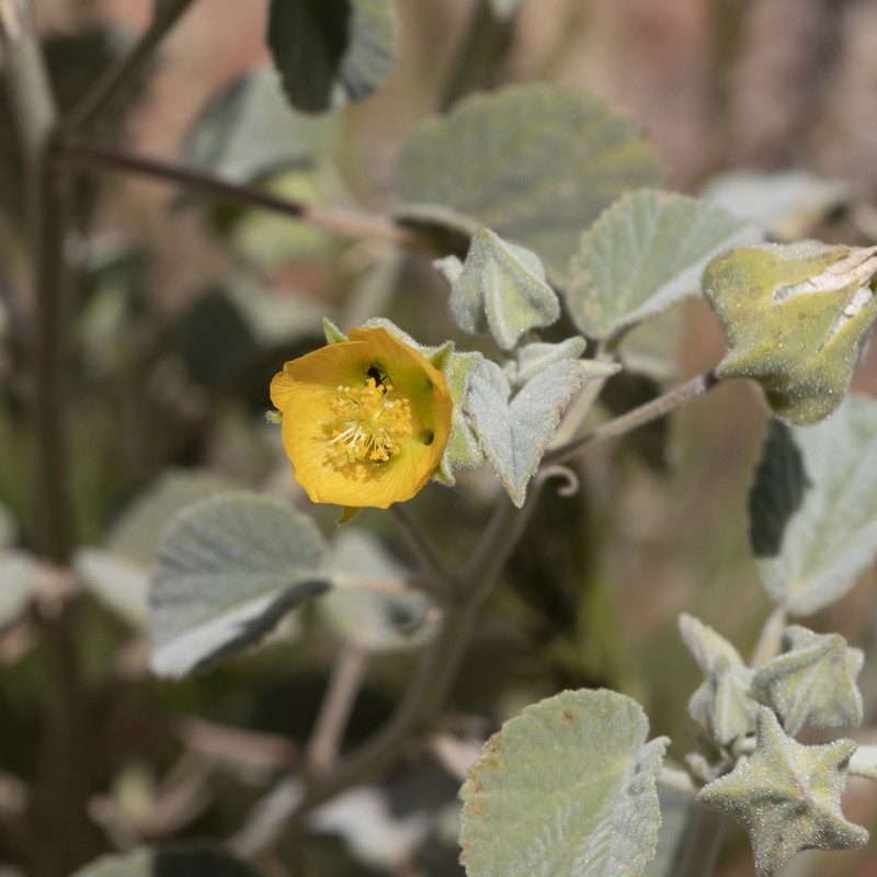 Abutilon otocarpum photo 7