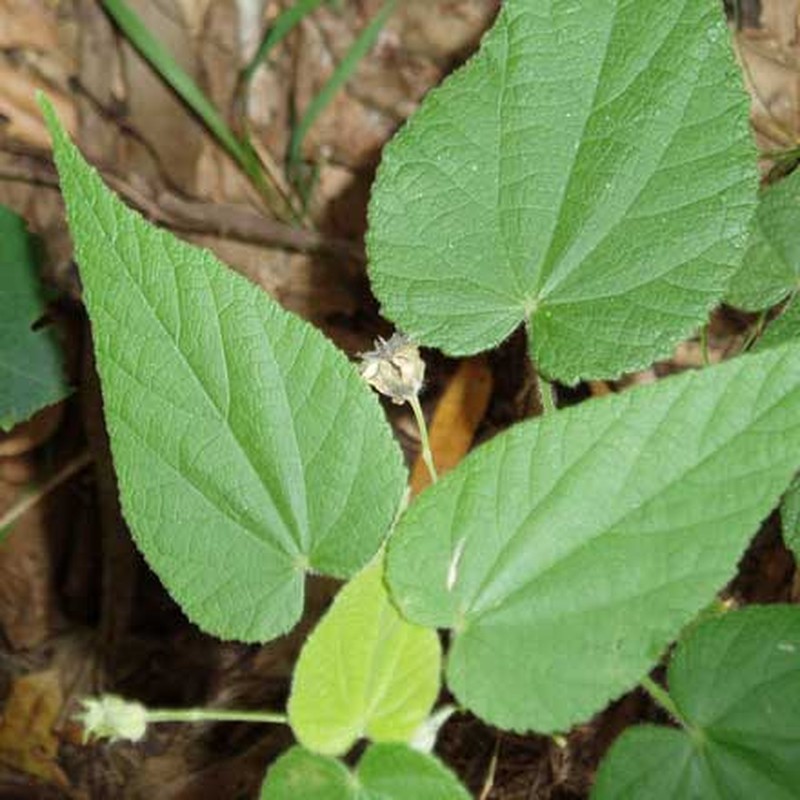 Abutilon oxycarpum