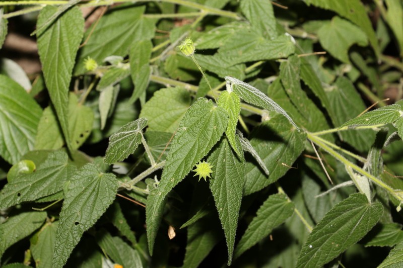 Abutilon oxycarpum photo 2