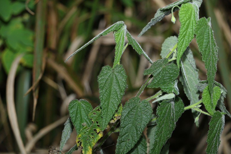 Abutilon oxycarpum photo 3