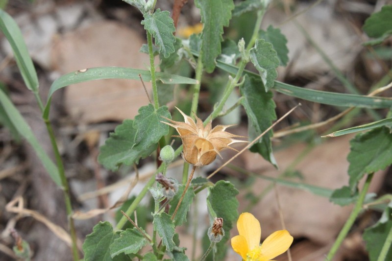 Abutilon oxycarpum photo 4