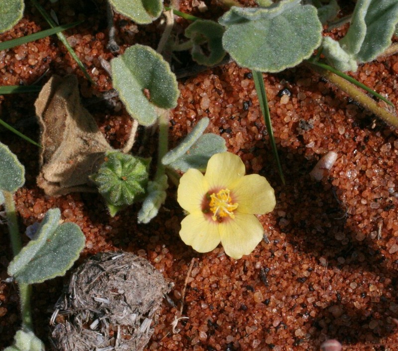 Abutilon oxycarpum photo 5