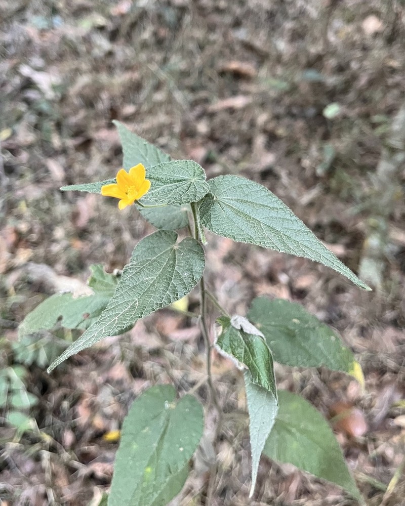 Abutilon oxycarpum photo 6