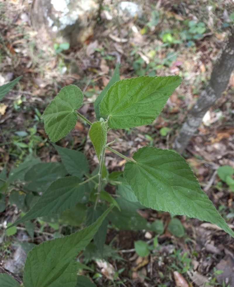 Abutilon oxycarpum photo 7