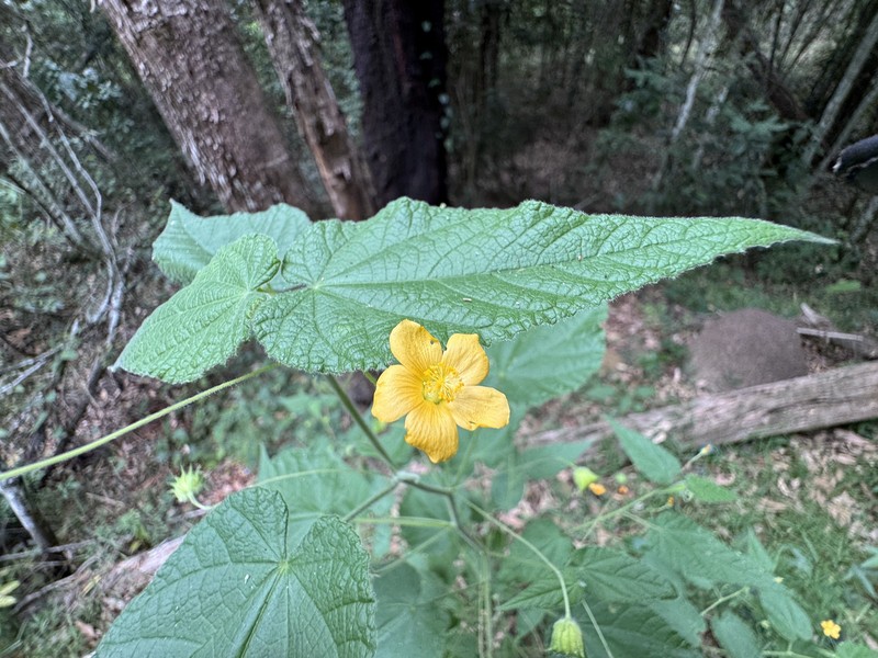 Abutilon oxycarpum var. oxycarpum