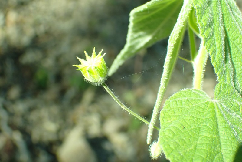 Abutilon oxycarpum var. oxycarpum photo 2