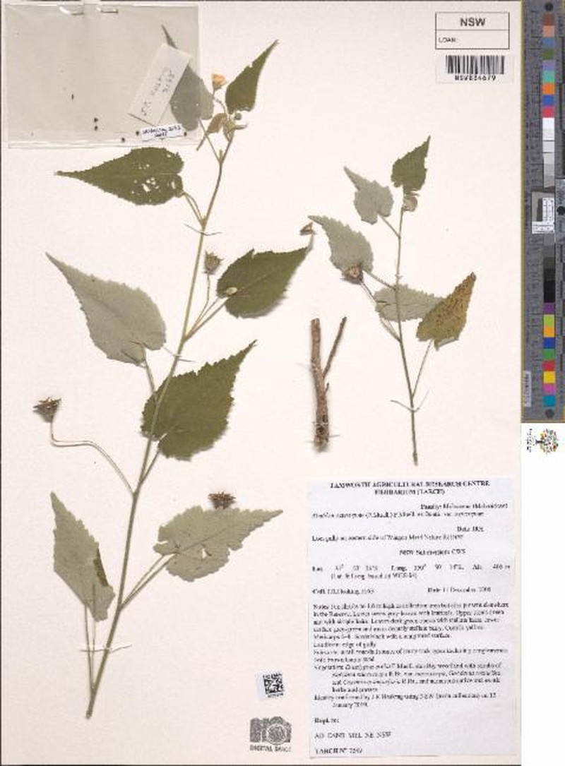 Abutilon oxycarpum var. oxycarpum photo 3