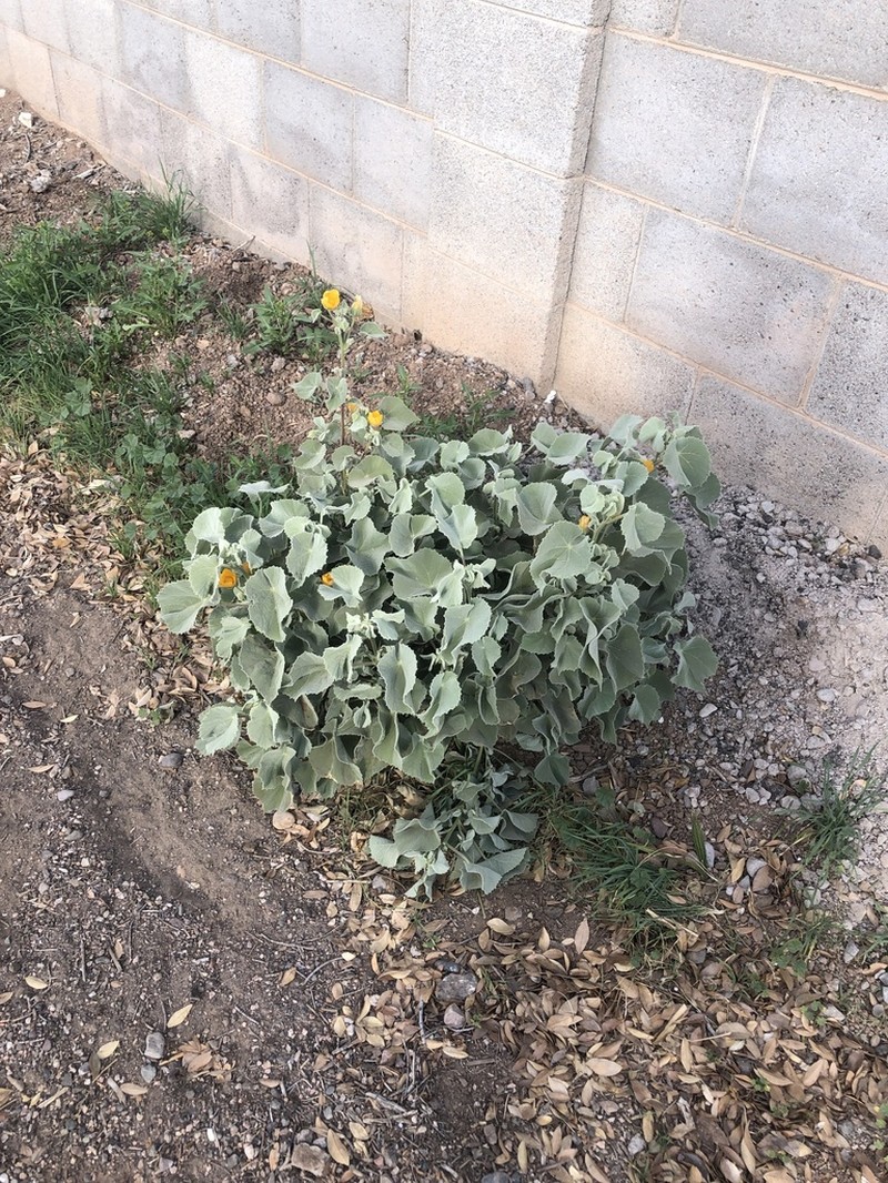 Palmer's Indian Mallow photo 2