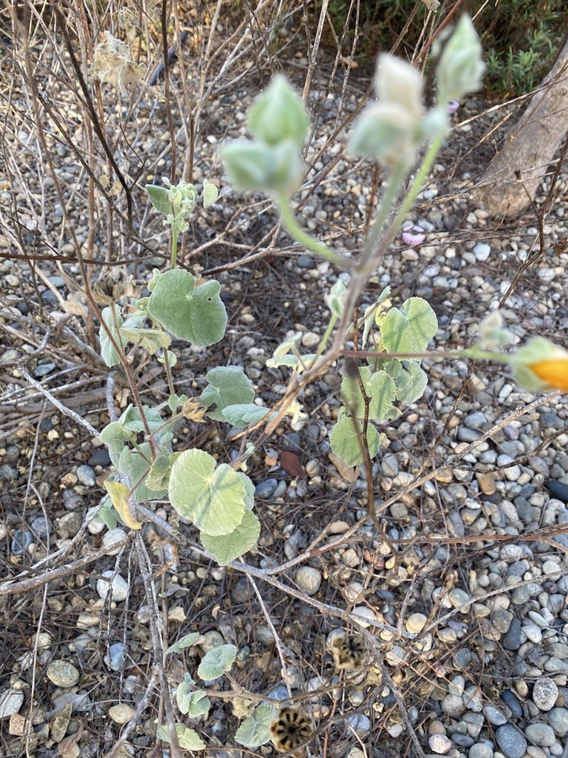 Palmer's Indian Mallow photo 3