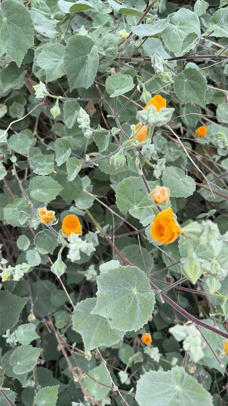 Palmer's Indian Mallow photo 4