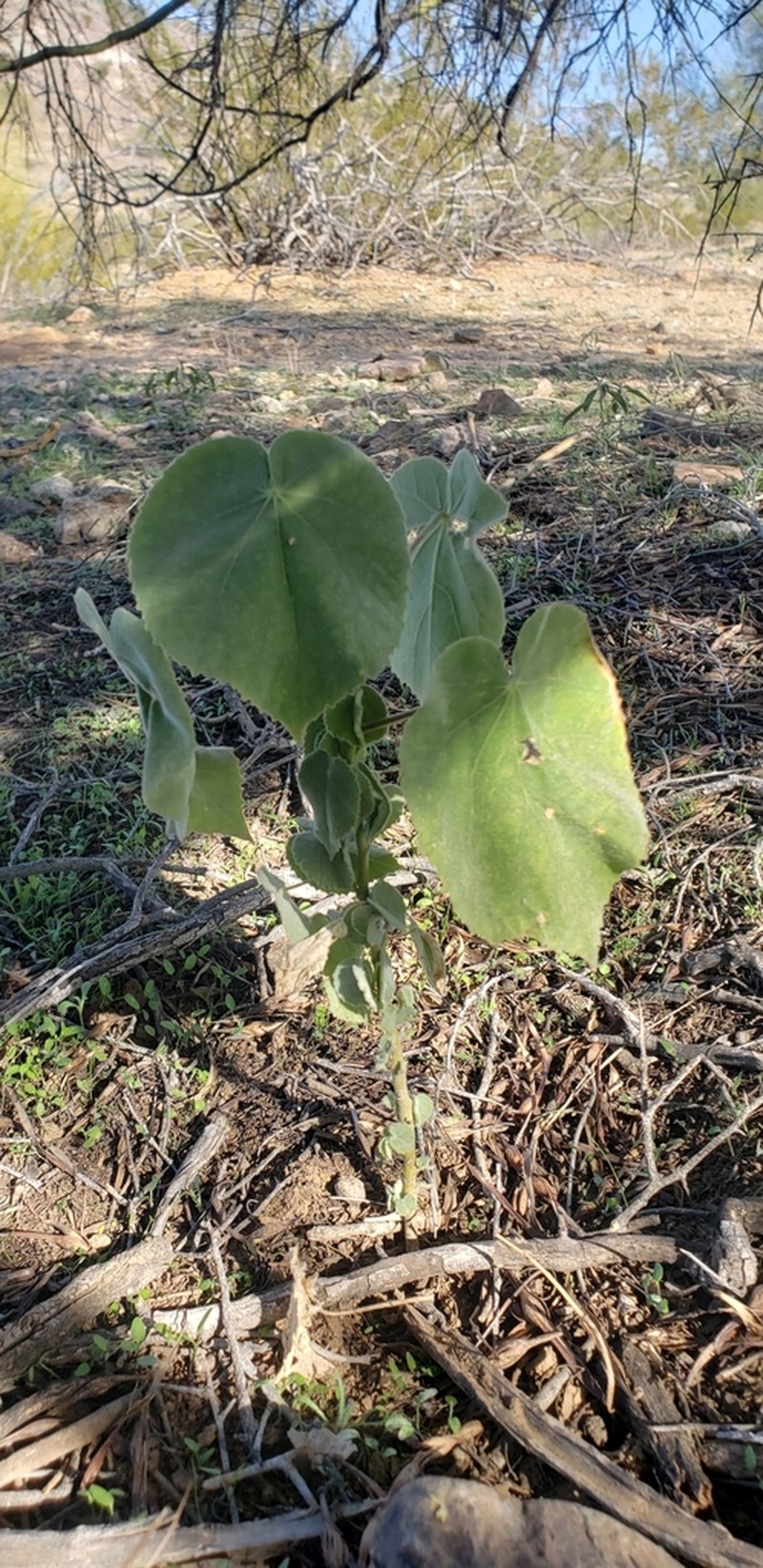 Palmer's Indian Mallow photo 5