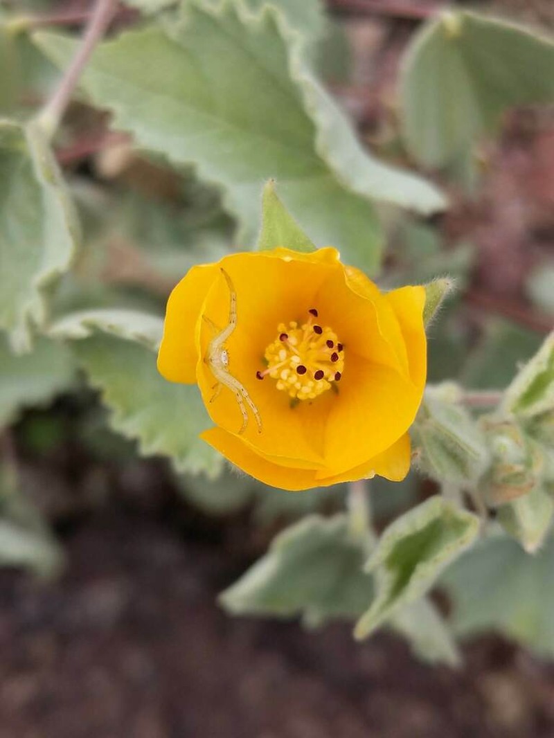 Palmer's Indian Mallow photo 6