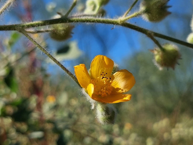 Palmer's Indian Mallow photo 7