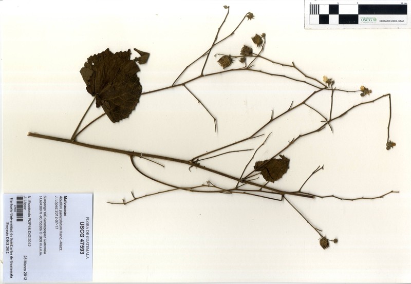 Abutilon paniculatum