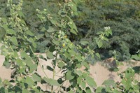 Abutilon pannosum