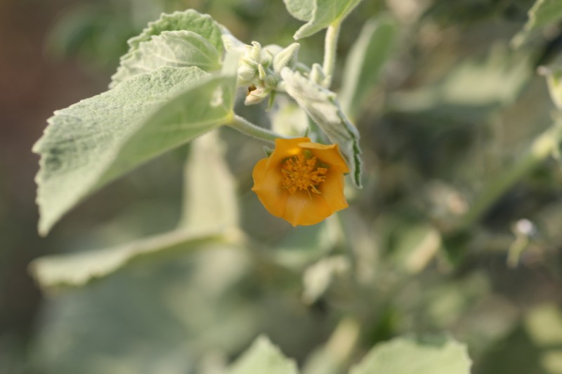 Abutilon pannosum photo 5