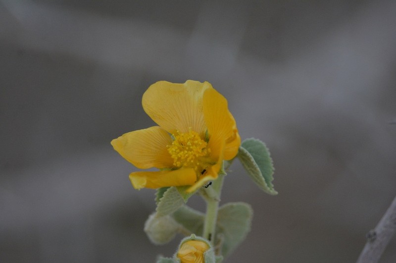 Abutilon pannosum photo 6