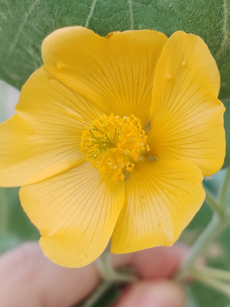 Abutilon pannosum photo 7