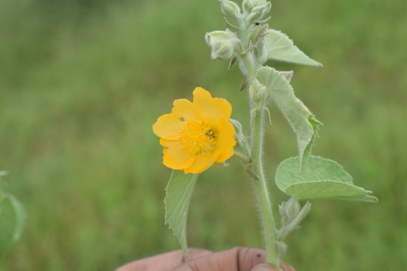 Abutilon pannosum photo 8
