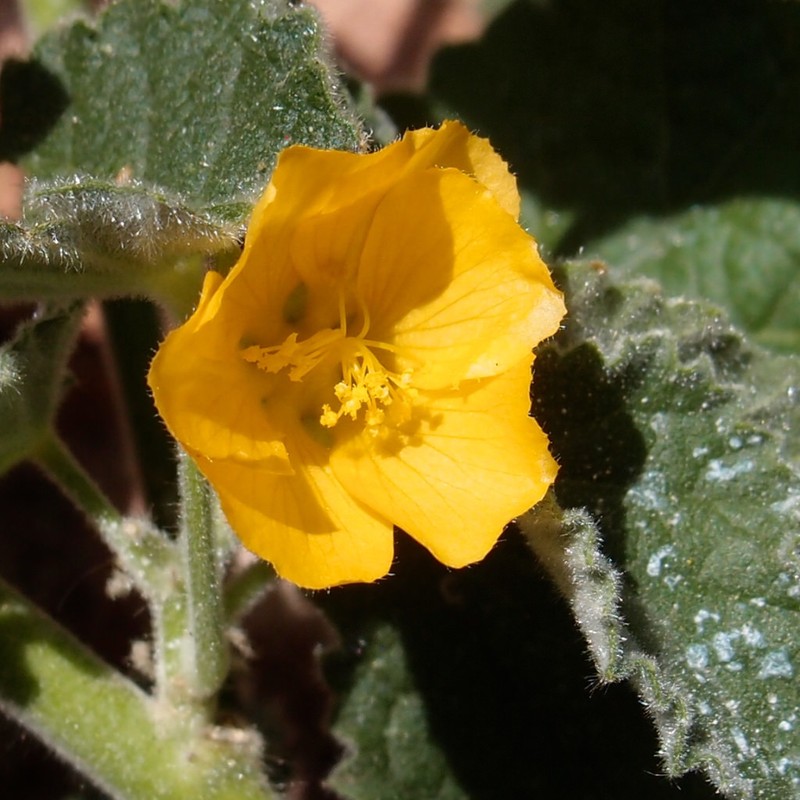 Parish's Indian Mallow