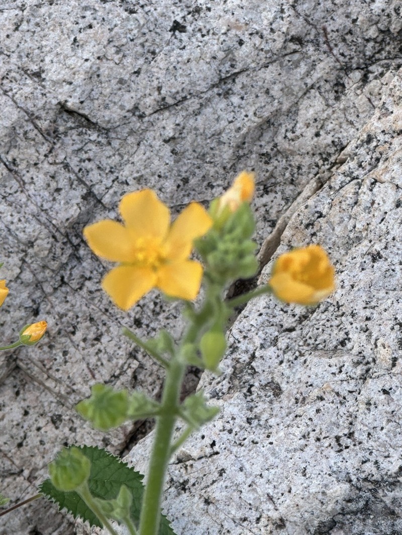 Parish's Indian Mallow photo 2