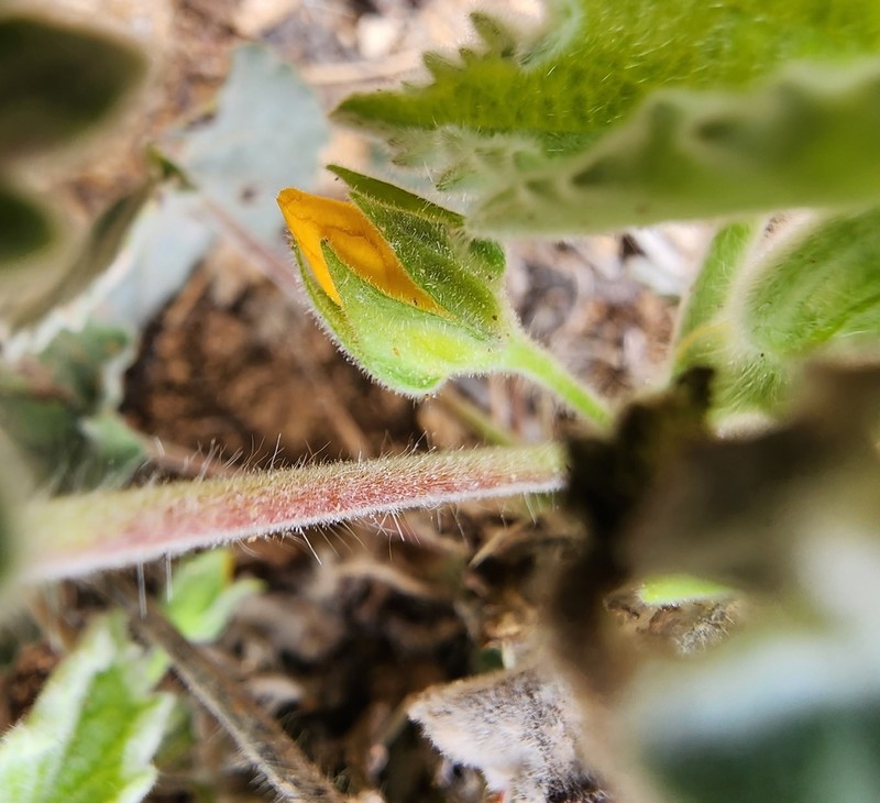 Parish's Indian Mallow photo 3