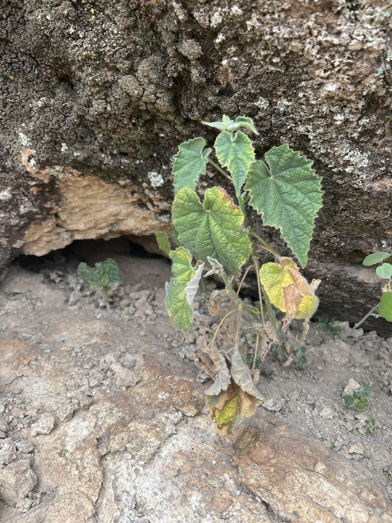 Parish's Indian Mallow photo 4