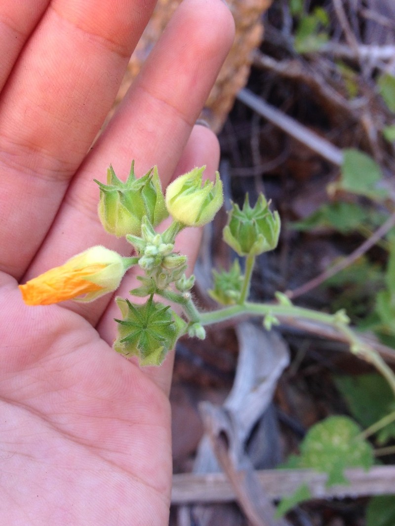 Parish's Indian Mallow photo 5