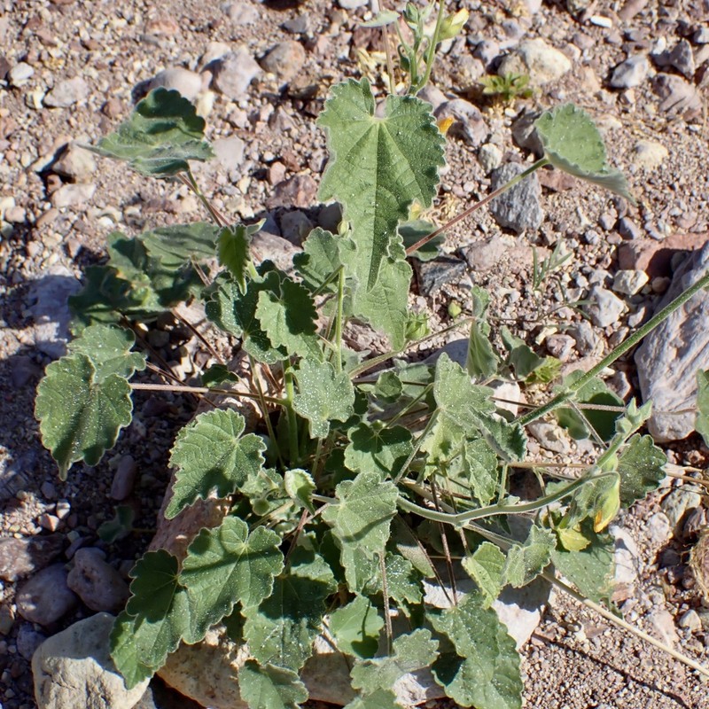 Parish's Indian Mallow photo 6