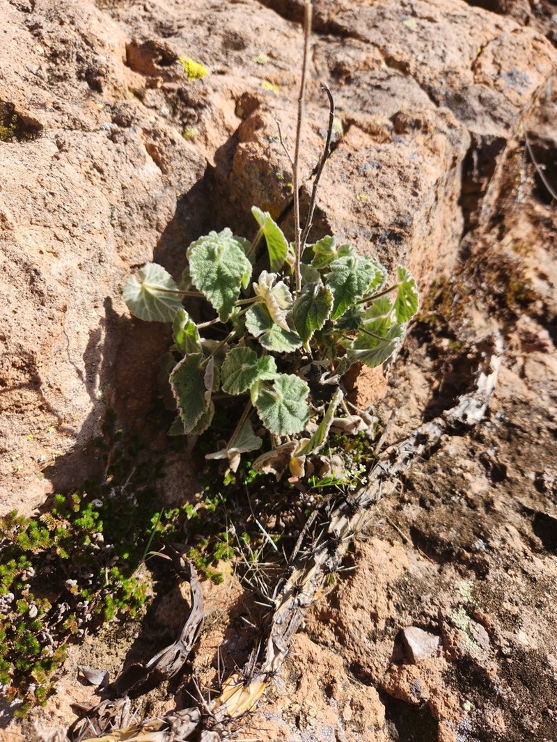 Parish's Indian Mallow photo 7