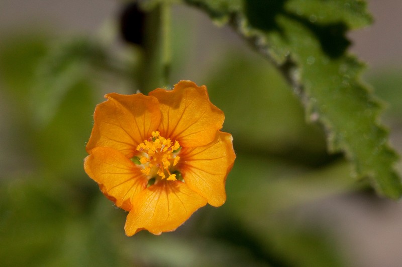 Dwarf Indian Mallow