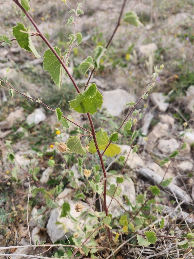 Dwarf Indian Mallow photo 2