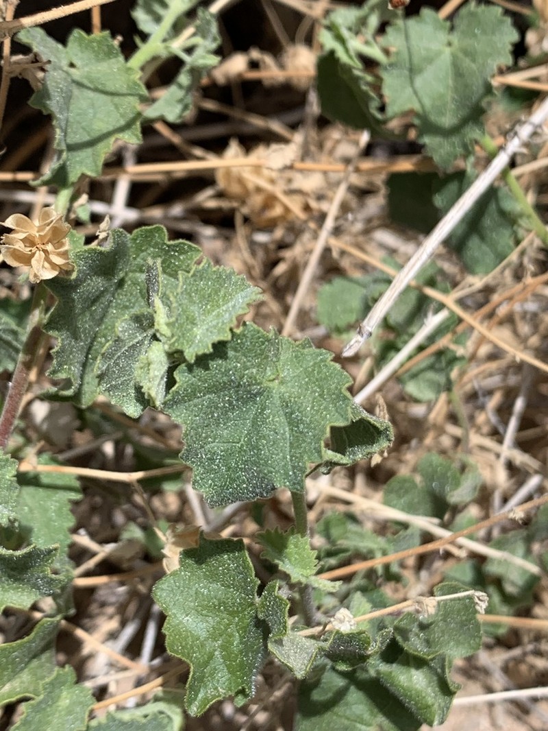 Dwarf Indian Mallow photo 3