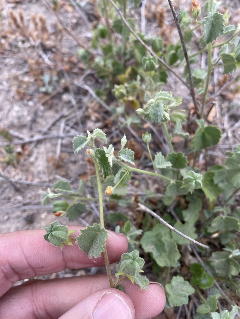 Dwarf Indian Mallow photo 4