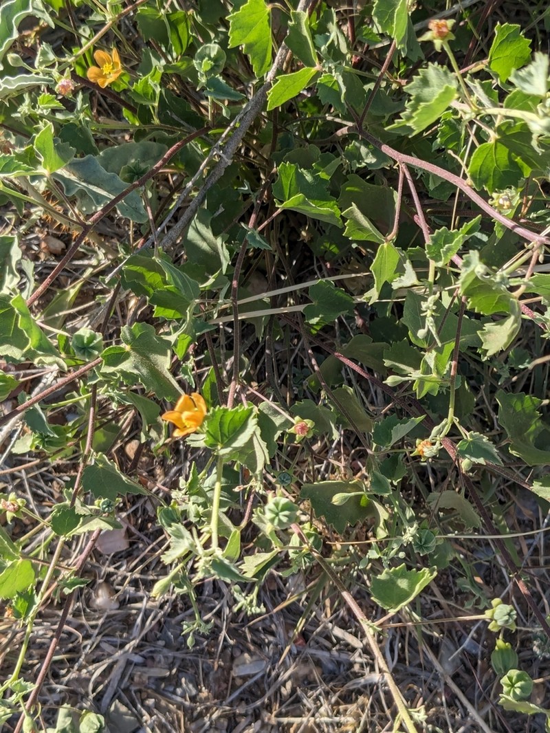 Dwarf Indian Mallow photo 5