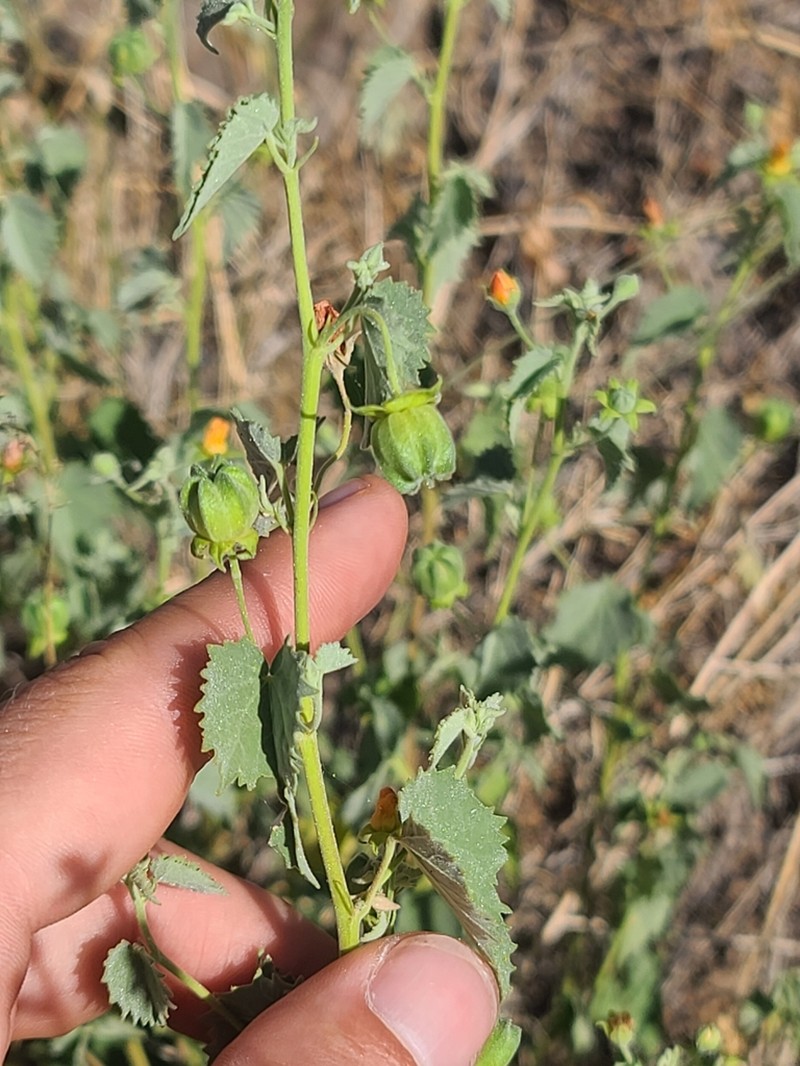 Dwarf Indian Mallow photo 6