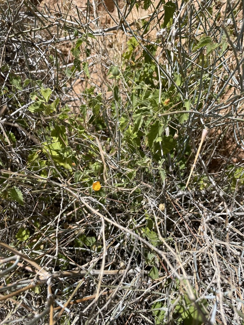 Dwarf Indian Mallow photo 7