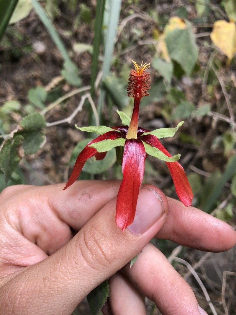 Abutilon pedunculare photo 3