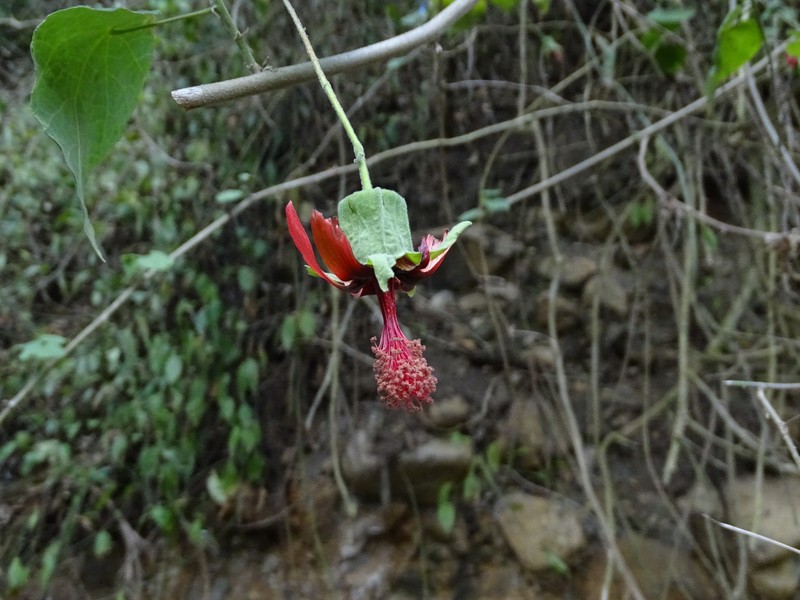 Abutilon pedunculare photo 5