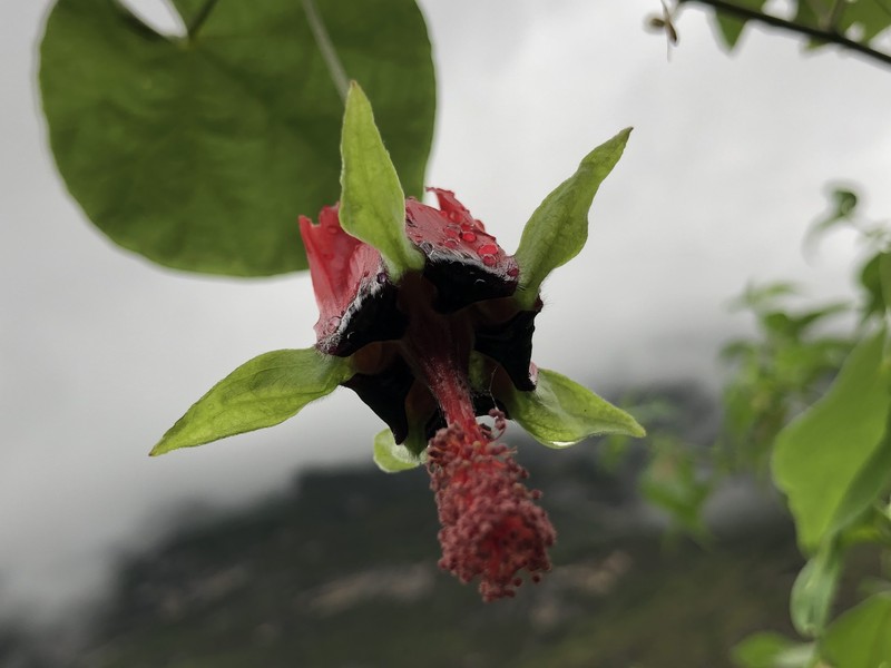 Abutilon pedunculare photo 6