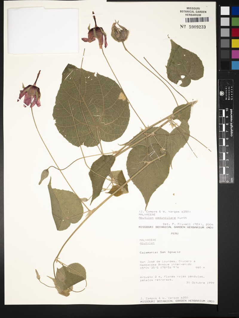Abutilon pedunculare photo 7