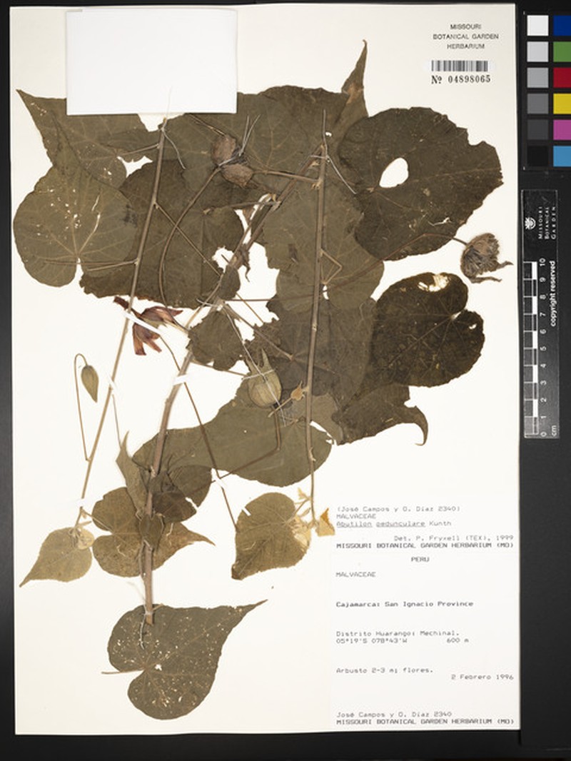 Abutilon pedunculare photo 8