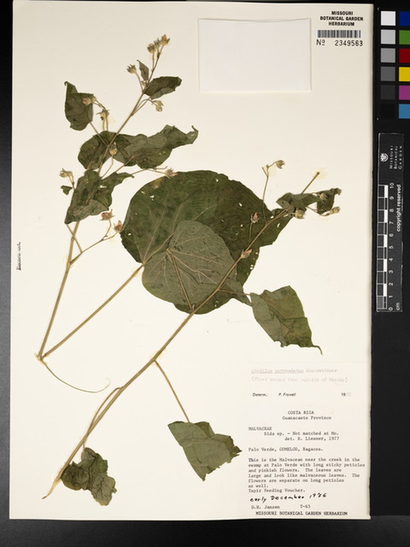 Abutilon percaudatum photo 3