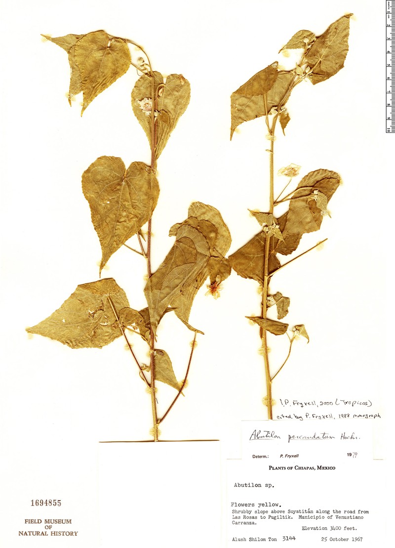 Abutilon percaudatum photo 4