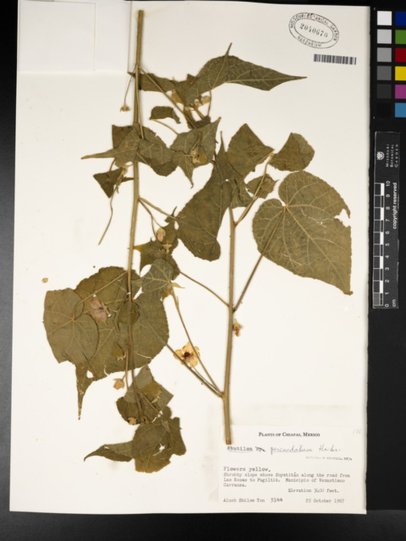 Abutilon percaudatum photo 5