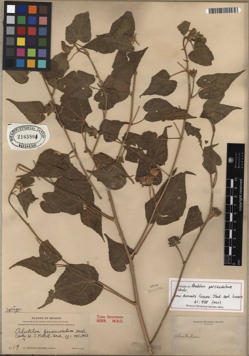 Abutilon percaudatum photo 6